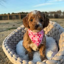 Glitz - Red  female Goldendoodle puppy in Rose Hill, North Carolina from Red Door Canines
