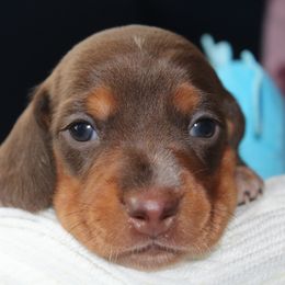 Leon - Chocolate and tan Dachshund puppy in Windsor, Colorado from Murry’s minis