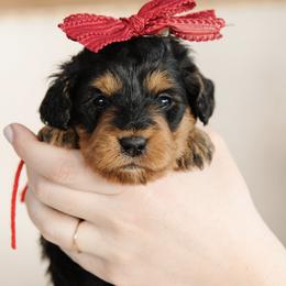 'Saffron' Red Bow Female - Phantom female Bernedoodle puppy in Kamas, Utah from A + E Farms