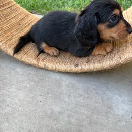 Black and tan longhair female (lavender collar) - Black and tan female Dachshund puppy in Manteca, California from Sweet and Low Dachshunds