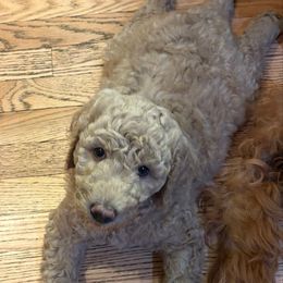Jerry - Cream male Goldendoodle puppy in Indiana, Pennsylvania from Kathy's Doodles
