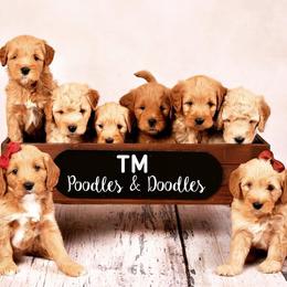 Assorted Doodle Crosses, Bernedoodles, and Goldendoodles from T.M. Poodles & Doodles
