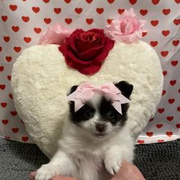 Pomeranian Puppies from Thea's Pomeranians