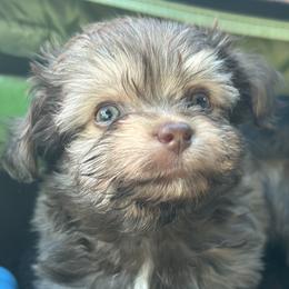 Future - Chocolate male Havanese puppy in Arizona from HavaDoggie