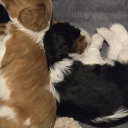 Cavalier King Charles Spaniels from Reflection Cavaliers