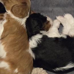 Cavalier King Charles Spaniels from Reflection Cavaliers