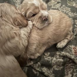 Cocker Spaniel Puppies from Western Kentucky Cockers
