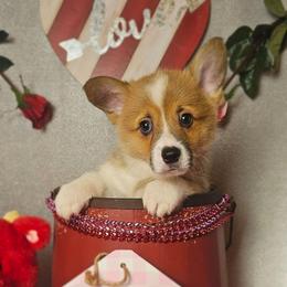 Scout-Full length tail - Red male Pembroke Welsh Corgi puppy in Deming, New Mexico from Dragon Ridge Corgis