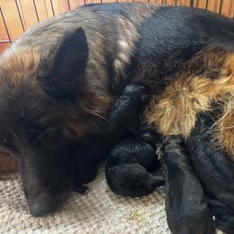 Nova - Sable female German Shepherd puppy in Statesville, North Carolina from Von Haus Morgensturm