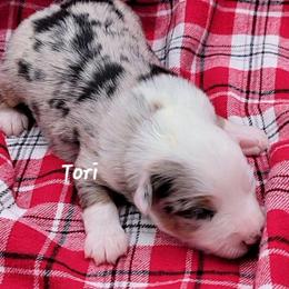 Tori - Blue merle female Miniature Australian Shepherd puppy in Waxhaw, North Carolina from Cane Creek Aussies