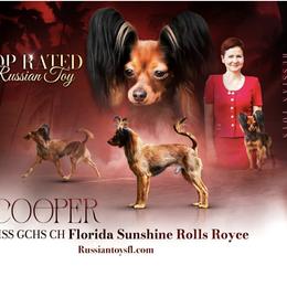 Cooper - Russian Toy