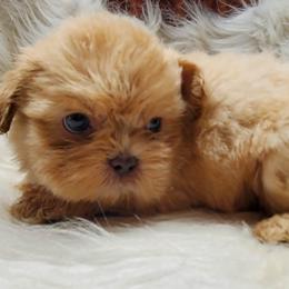 Cream Male - Cream and white male Shih Tzu puppy in Hillsdale, Michigan from Prairie Fen Farm