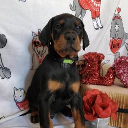 Doberman Pinscher Puppies from Makkr Ridge Dobermans