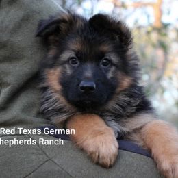German Shepherd Puppies from Big Red Texas German Shepherds Ranch