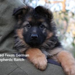 German Shepherd Puppies from Big Red Texas German Shepherds Ranch