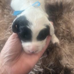 Bobby - Black and white male Sheepadoodle puppy in Leeton, Missouri from Jane Farrell