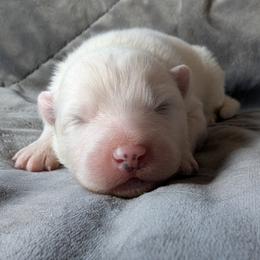 AKC Girl 'Brie' - White female Samoyed puppy in Tombstone, Arizona from High Lonesome