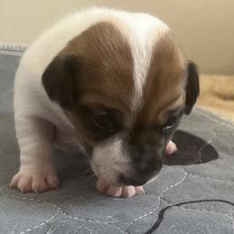 Tan and white girl - Tan and white female Jack Russell Terrier puppy in Williston, Florida from CP FARMS BORDER COLLIES N JACKS CORP