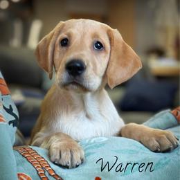 Warren - Yellow male Labrador Retriever puppy in Isle, Minnesota from Dog Ear Outfitters