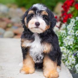 Rome - Tri-color male Bernedoodle puppy in Dundee, Ohio from Down Home Doodle
