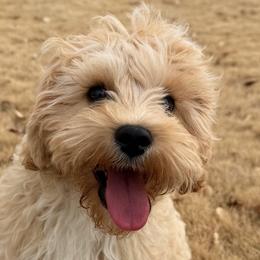Cavalier King Charles Spaniels and Cavapoos from Alex Camp