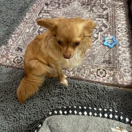 Ivy - Chihuahua