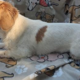 Mohawk - Dachshund