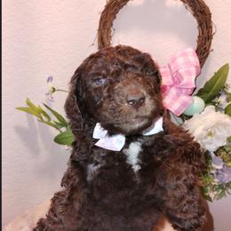 Lord Idris Elbarkington Pupperton - Cafe au lait male Poodle puppy in Midlothian, Texas from Pristine Puppies & Signature Studs