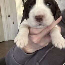 Light blue - White and liver male English Springer Spaniel puppy in Elma, Washington from McCartney Springer’s