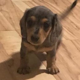 Dachshunds from Kaycee's Dachshunds