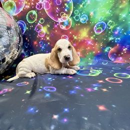 Clizby - Red and white male Basset Hound puppy in Winston Salem, North Carolina from LaythStone