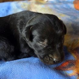 2nd Pick Male - Black male Labrador Retriever puppy in Georgiana, Alabama from Long Creek Labradors