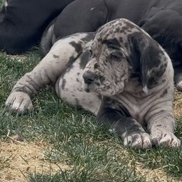 Great Dane Puppies from Top Brackett Danes