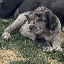 Great Dane Puppies from Top Brackett Danes