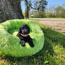 Poodle Puppies from Wanderlust Poodles