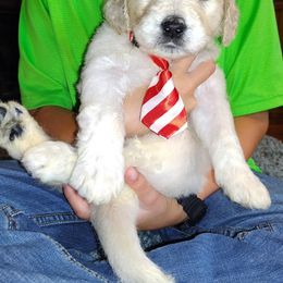 Goldendoodle Puppies from SUPERDog Doodles