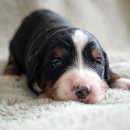 Camille - Tri-color female Bernedoodle puppy in Folsom, Louisiana from DoodlesFarmCo