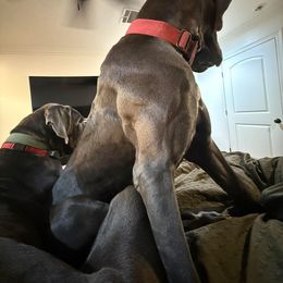 Great Dane All Grown Up from Halsey Danes