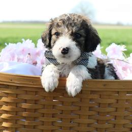 Draco - Sable male Bordoodle puppy in Ashland, Ohio from Cherry Blossom Doodles