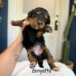 Zenyatta pending - Tri-color female Bernedoodle puppy in Grove, Oklahoma from Guinn Family Farms