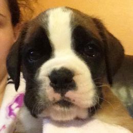 Boxer Puppies from Aleman Euro Boxers