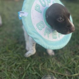 German Shorthaired Pointer and Jack Russell Terrier Puppies from Ivy Creek Kennels