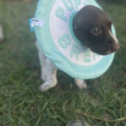 German Shorthaired Pointer and Jack Russell Terrier Puppies from Ivy Creek Kennels