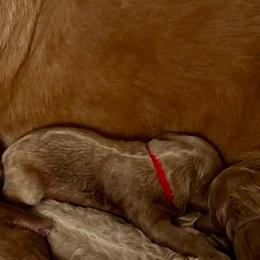 Red collar - Apricot female Labradoodle puppy in Mechanicville, New York from Deuce's Doodles