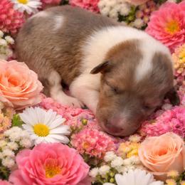 Lisa - Sable merle and white female Collie puppy in Carencro, Louisiana from Cajun Bayou's Collies LLC