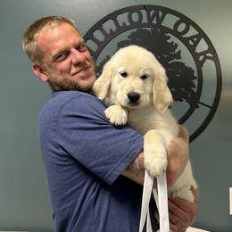 Black Boy - Light golden male Golden Retriever puppy in Seagrove, North Carolina from Willow Oak Farm Golden Retrievers