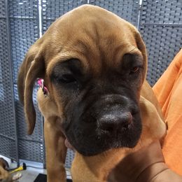 Hot Pink Collar Girl - AKC and ICCF - Fawn female Cane Corso puppy in Gorman, Texas from McOmber Country Kennels