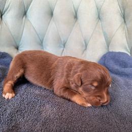 Girl 6 - Red tri-color female Australian Shepherd puppy in Bison, South Dakota from South Dakota Creekside Australian Shepherds
