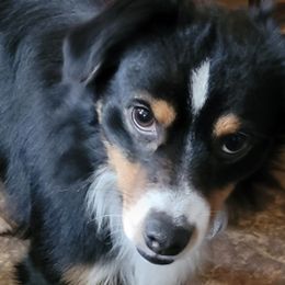 Golden Retrievers and Miniature Australian Shepherds from J&K Mini Aussies and Golden Retrievers