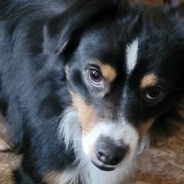 Golden Retrievers and Miniature Australian Shepherds from J&K Mini Aussies and Golden Retrievers
